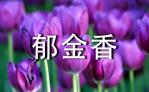 郁金香教案