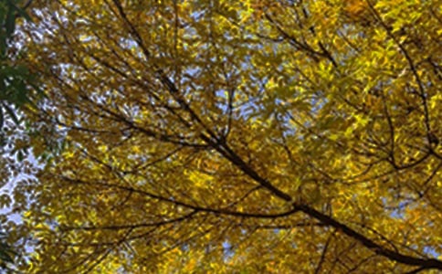 �Ƽ�ů���簲����85��