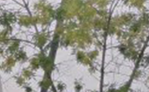 �°��簲����Ȧ�ʺ���45��