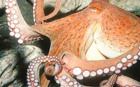 ��������̰������������㡷