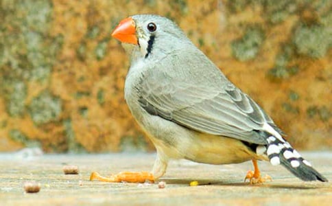 ����������15ƪ���Ƽ���