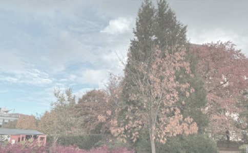 �ι�ֲ��԰�ۺ��