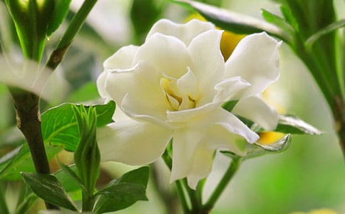 ��Ů�������ӻ��������