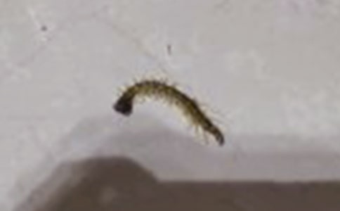 ��໧����Ϸ��С������������̰�