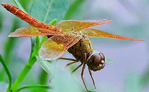 读《蜻蜓眼》有感