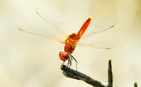 �������ۡ�����У���Ʒ��