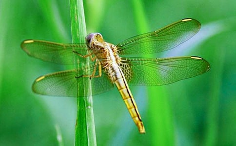 蜻蜓眼读后感