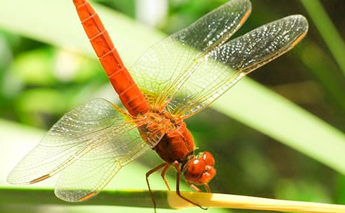 ���ŷ����ѡ���ѧ��˼