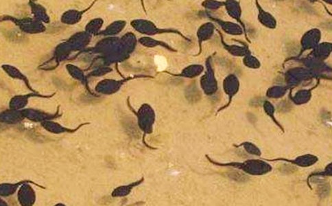 ������ԻС���������̰�����˼ 