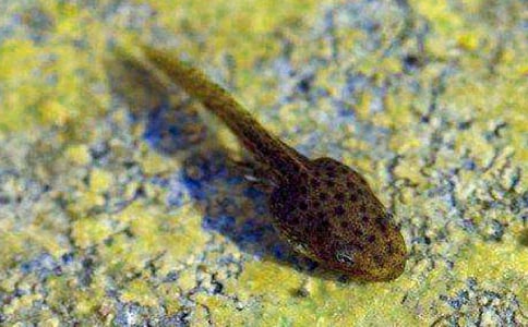 С�����������̰�