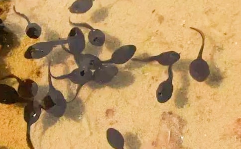 С���������̰�������ƪ