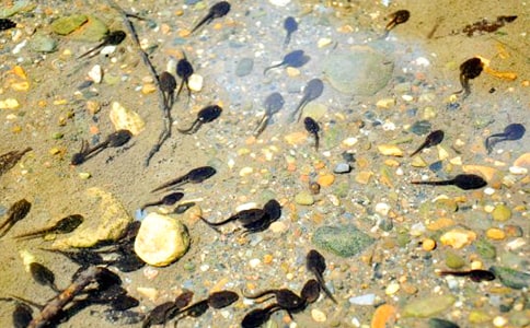 С���������̰�������ƪ