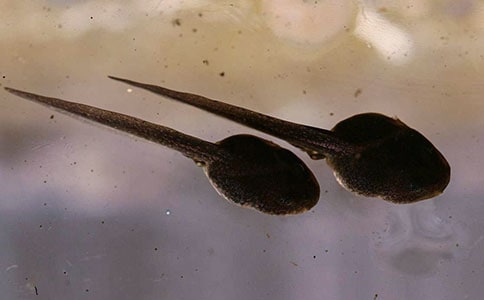 �������С�������������̰����ģ���ѡ8ƪ��