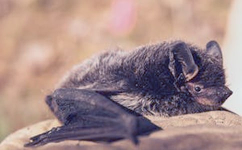 ��������״�Ľ̰�