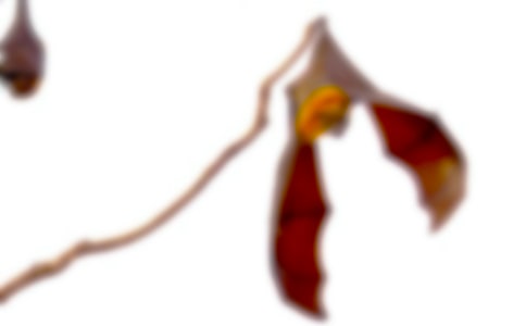 ������״�̰�