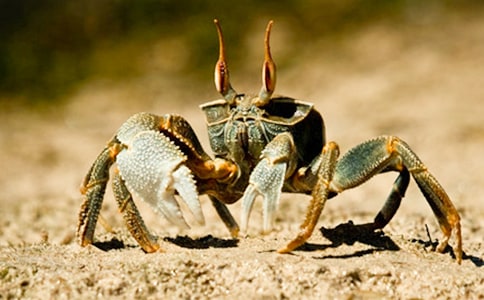 《小螃蟹找工作》大班教案