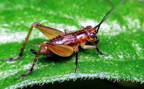 ���סլ�̰�