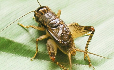 ���סլ����̰�