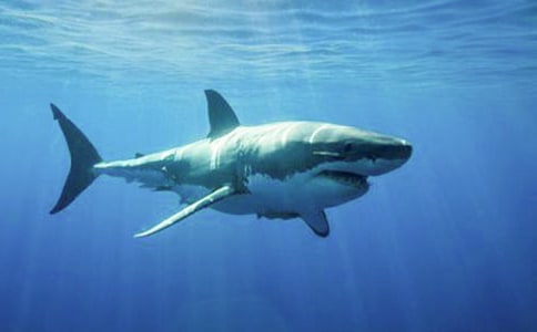 ������Խ̰���Ц������ 