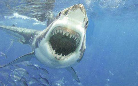 ����Ц�����㡷�̰�