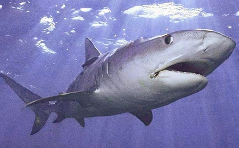 ����ѧ������̽�̰ܽ�