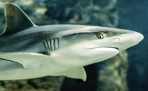 �����������е���������