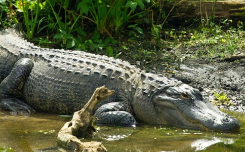 ������̫̫�ǵ����졷�����