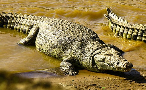 С��̰���С��������