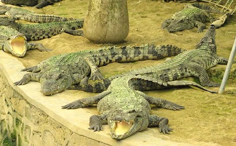 �����������̰�