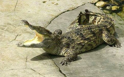 �¹�������̰�